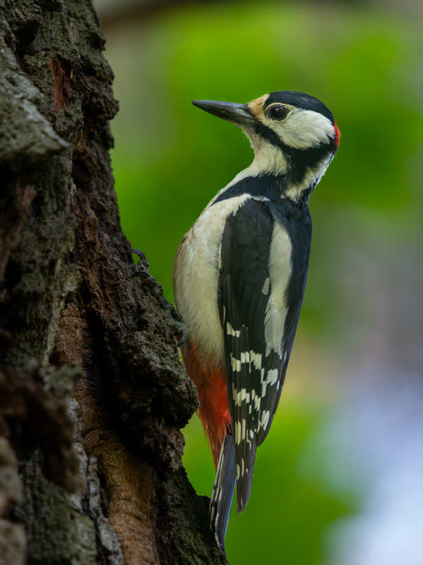 Фотографія Животные / Микола / photographers.ua