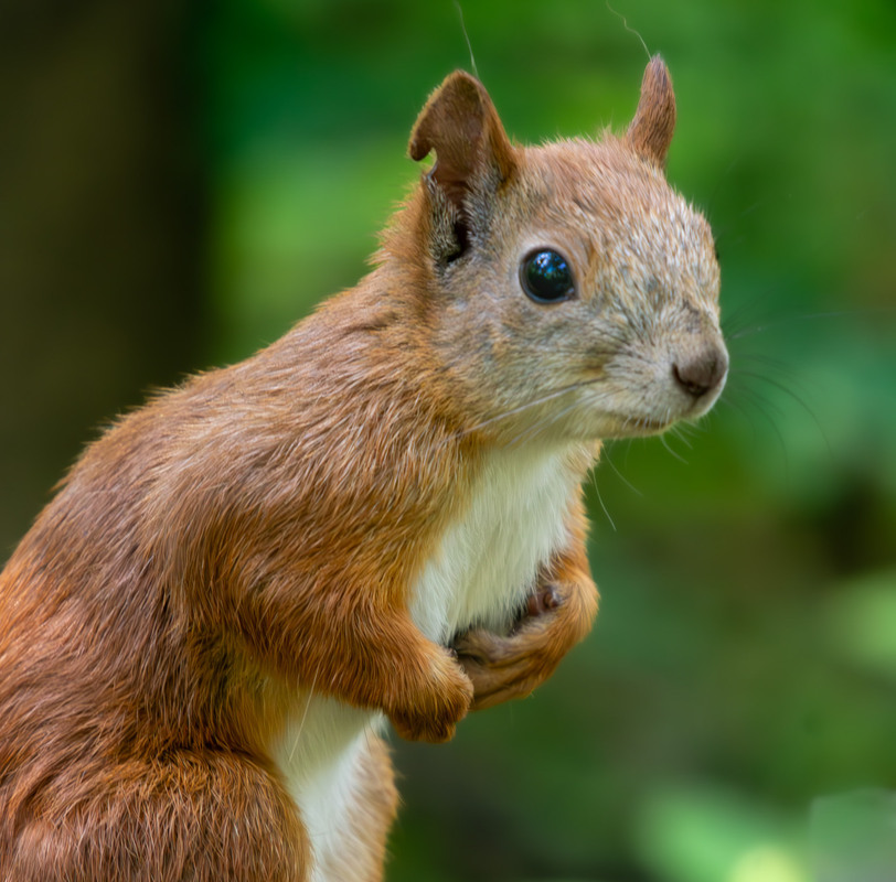 Фотографія Животные / Микола / photographers.ua