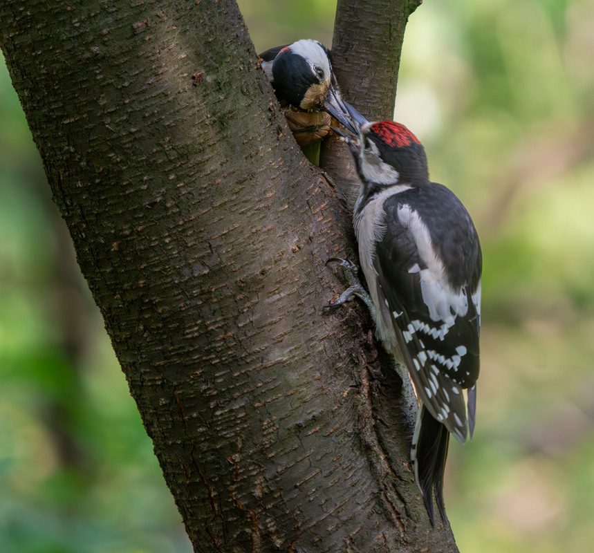 Фотографія Сніданок, вчасно, як завжди... :-)) / Микола / photographers.ua