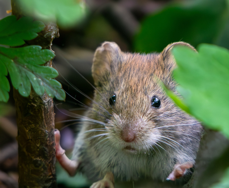 Фотографія "Звірюга..." :-))) / Микола / photographers.ua