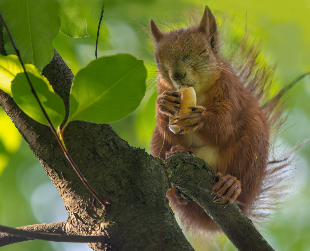 Фотографія Смачно... / Микола / photographers.ua