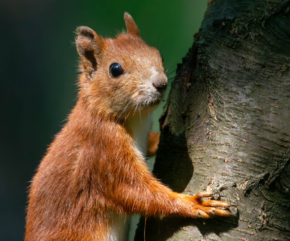 Фотографія Животные / Микола / photographers.ua