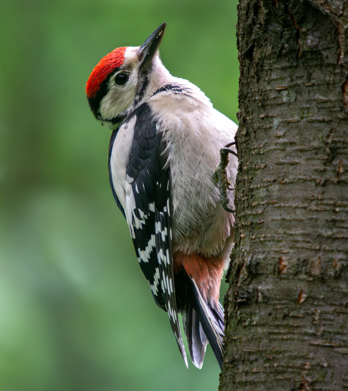 Фотографія Животные / Микола / photographers.ua