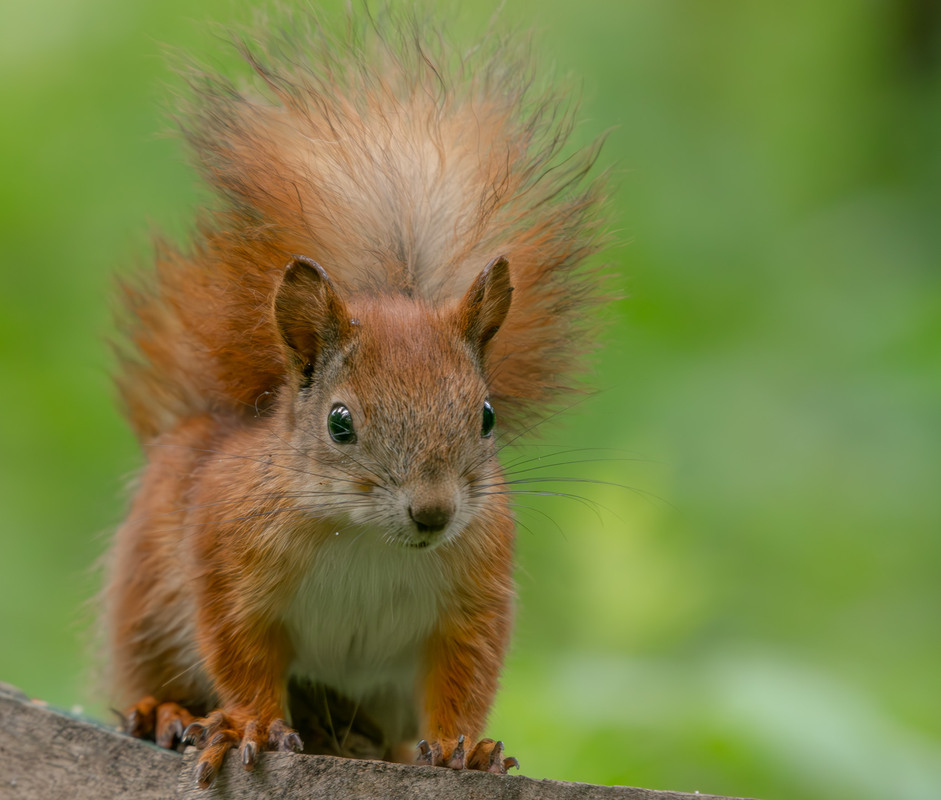 Фотографія Животные / Микола / photographers.ua