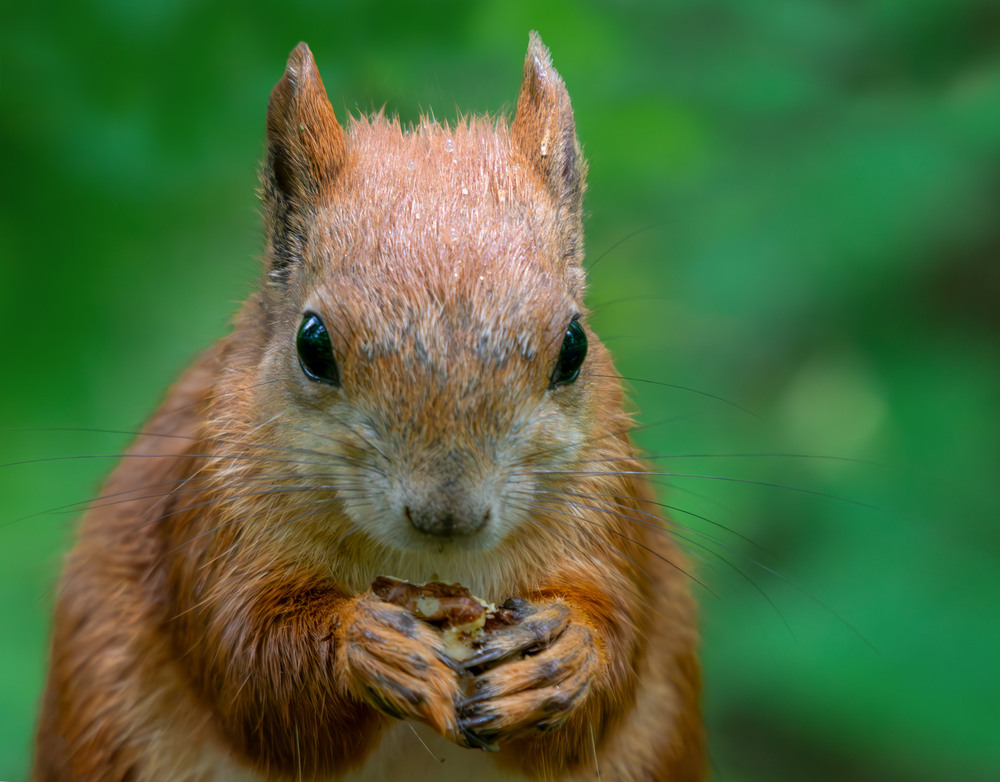 Фотографія Зголодніла малеча під дощиком. / Микола / photographers.ua