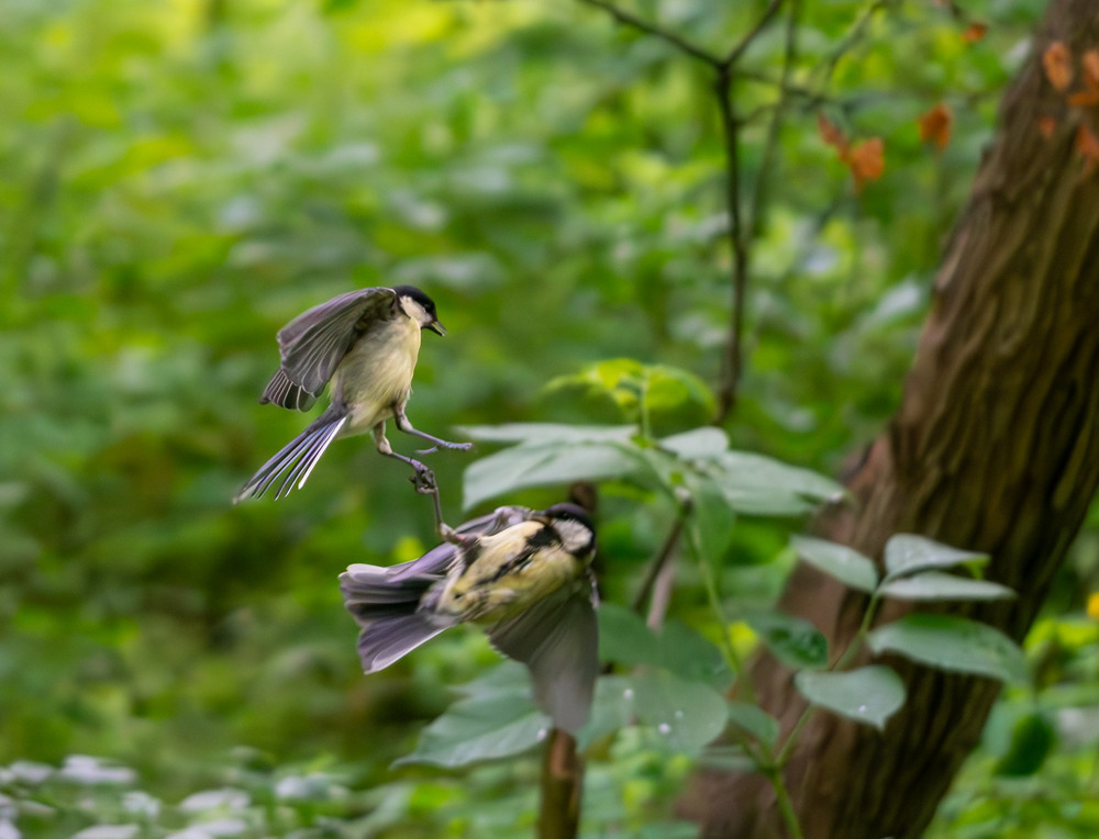 Фотографія "Чоловіча розмова... :-))) / Микола / photographers.ua