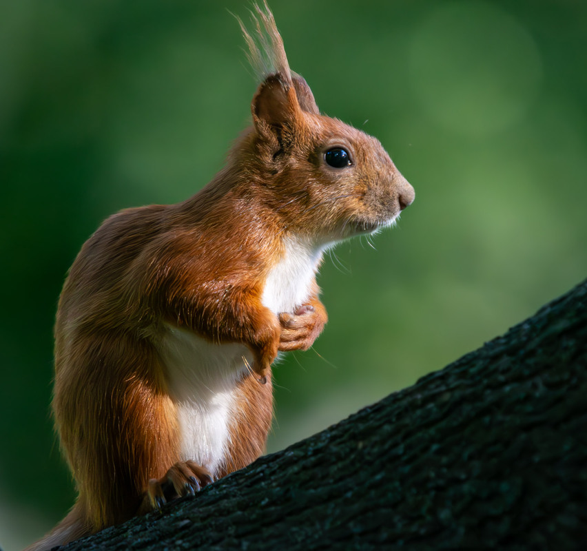 Фотографія Животные / Микола / photographers.ua