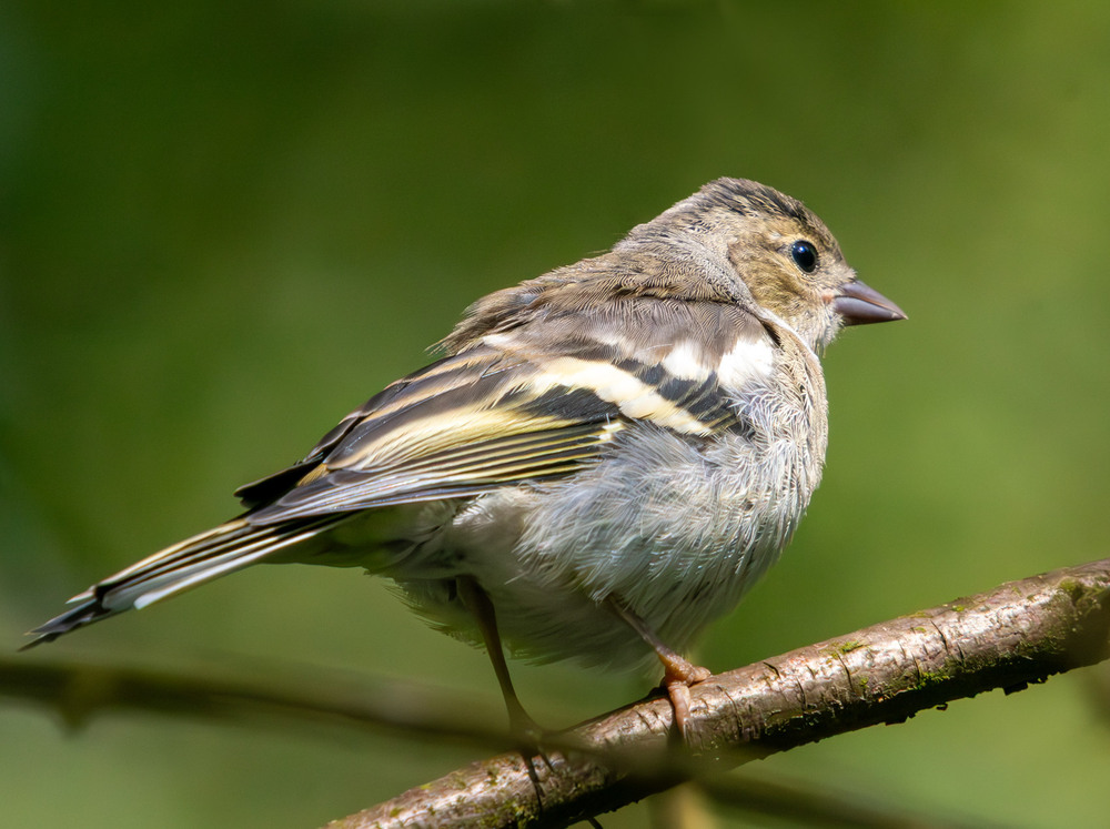 Фотографія Животные / Микола / photographers.ua