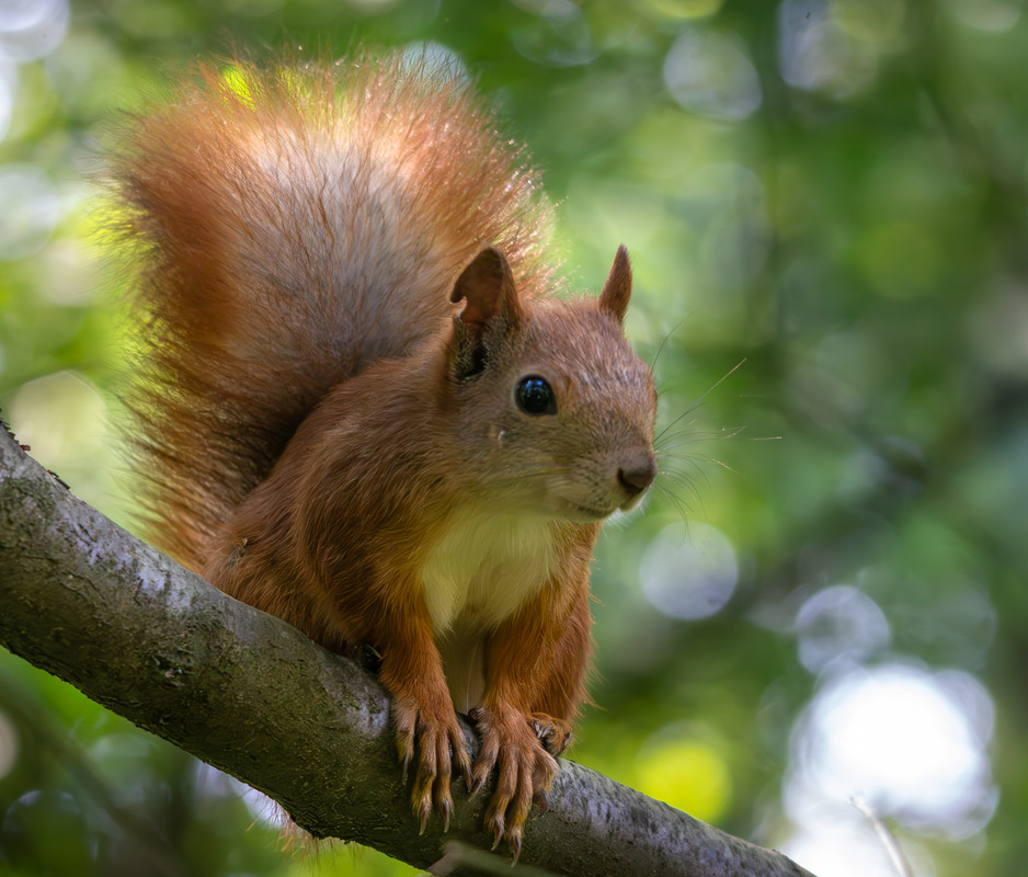 Фотографія "Старий знайомий". / Микола / photographers.ua