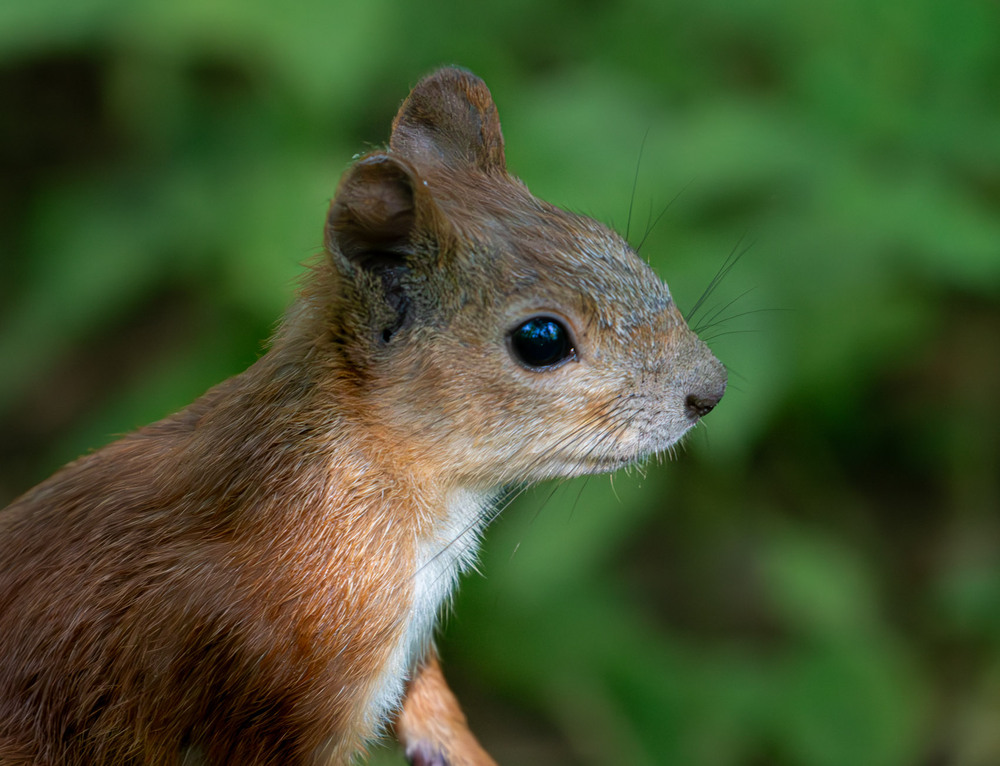 Фотографія Животные / Микола / photographers.ua