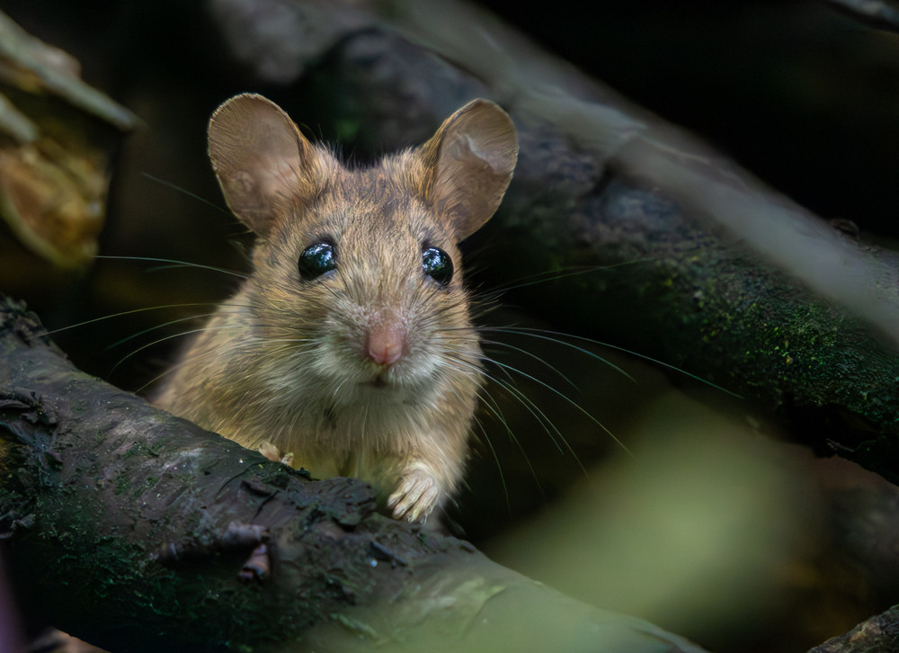 Фотографія Животные / Микола / photographers.ua