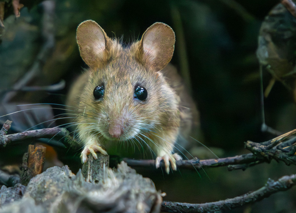 Фотографія Животные / Микола / photographers.ua