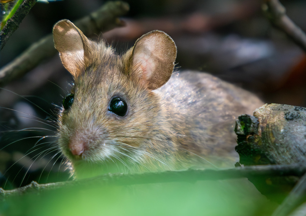 Фотографія Животные / Микола / photographers.ua