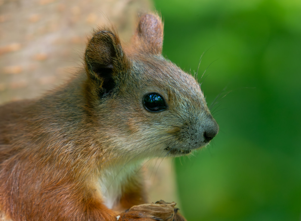 Фотографія Животные / Микола / photographers.ua