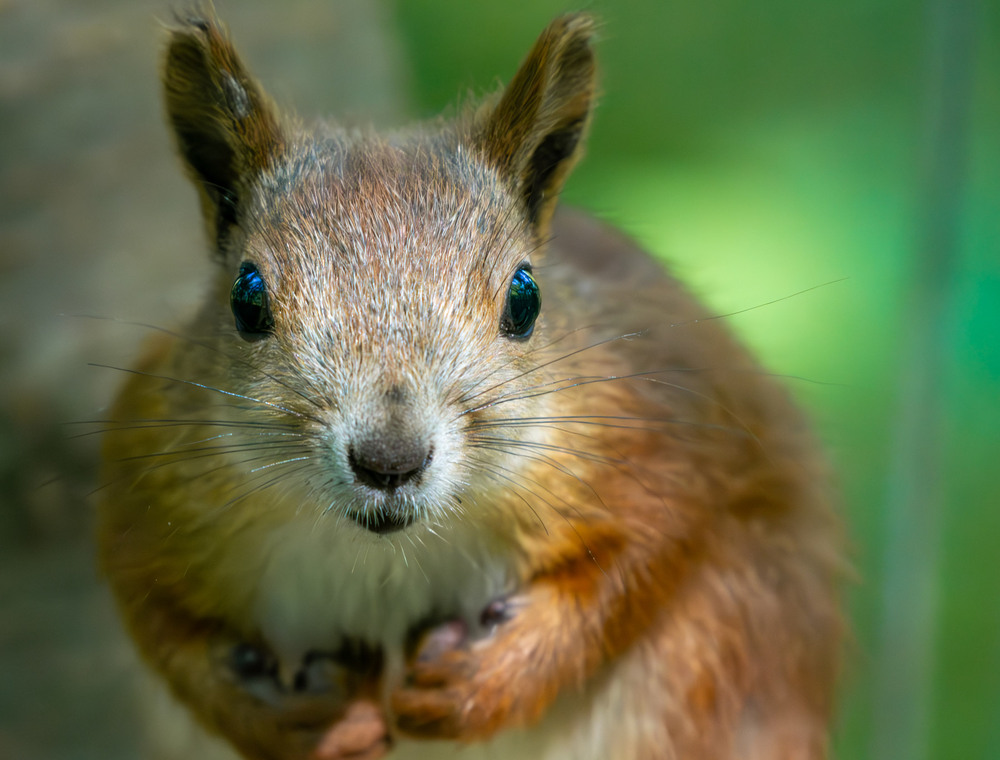 Фотографія Животные / Микола / photographers.ua