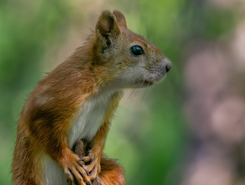 Фотографія Животные / Микола / photographers.ua