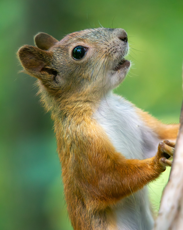 Фотографія Животные / Микола / photographers.ua