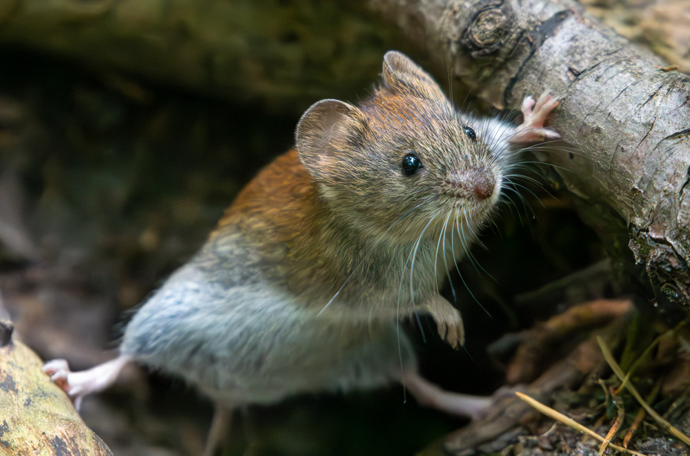Фотографія "Леопольде, виходь!" (С). / Микола / photographers.ua