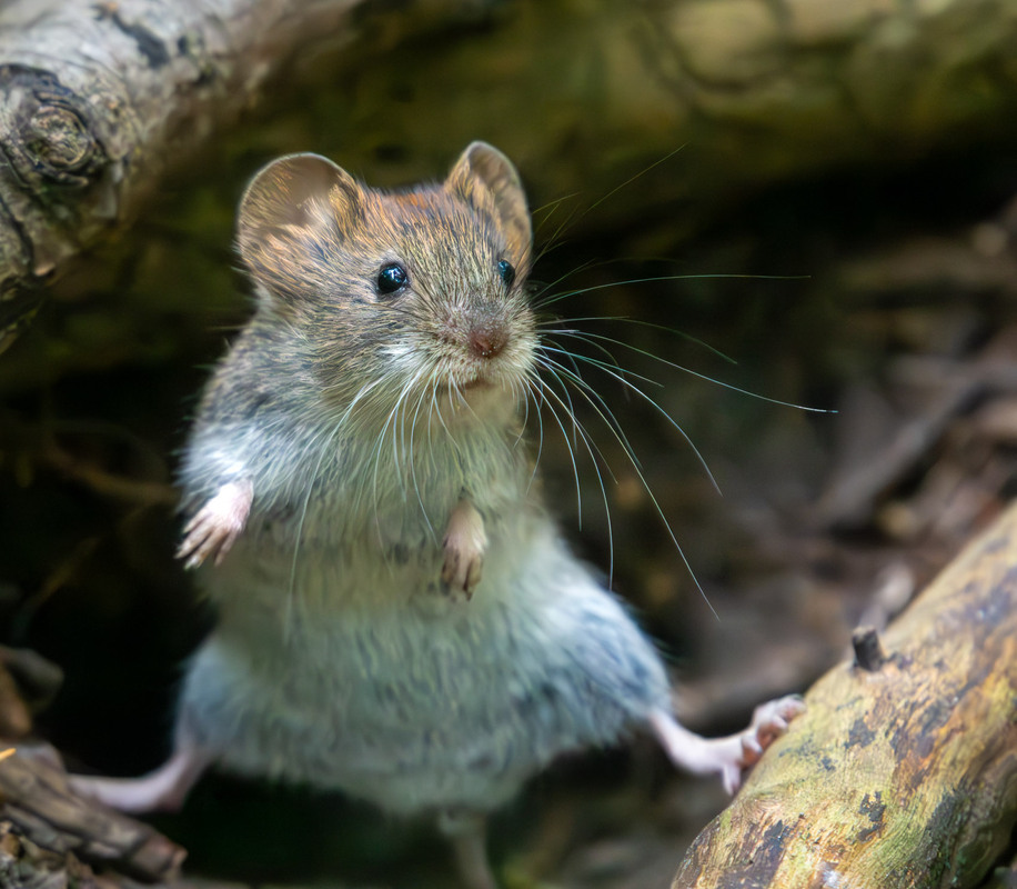 Фотографія А ти так вмієш? :-))) / Микола / photographers.ua