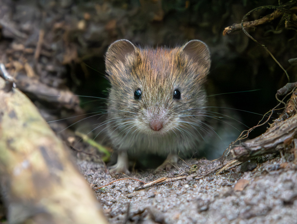 Фотографія Животные / Микола / photographers.ua