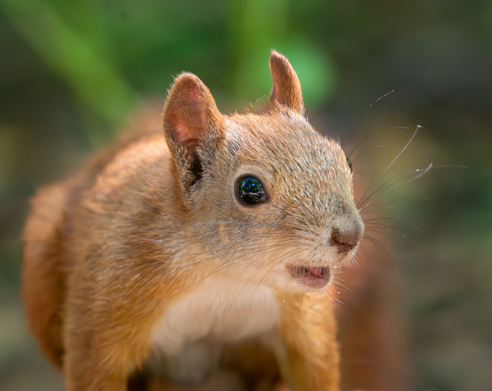 Фотографія Животные / Микола / photographers.ua