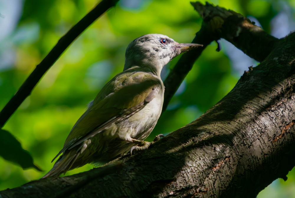 Фотографія Животные / Микола / photographers.ua