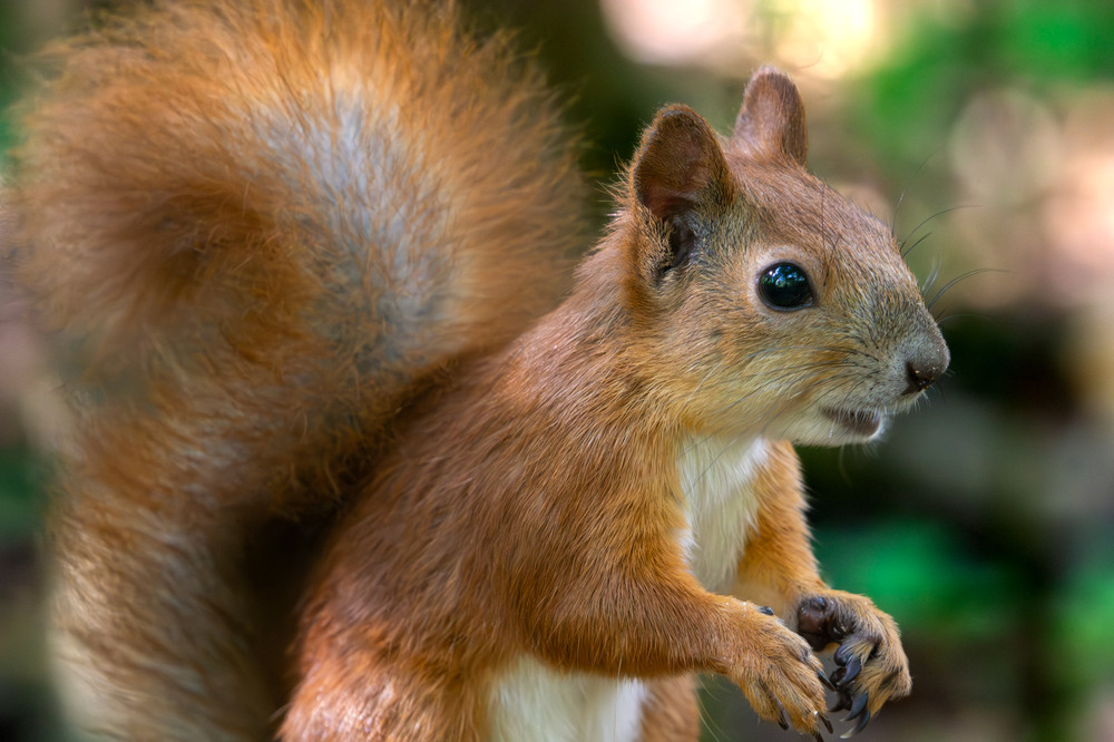 Фотографія Животные / Микола / photographers.ua