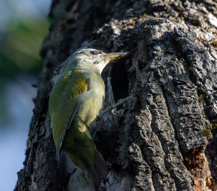 Фотографія Животные / Микола / photographers.ua