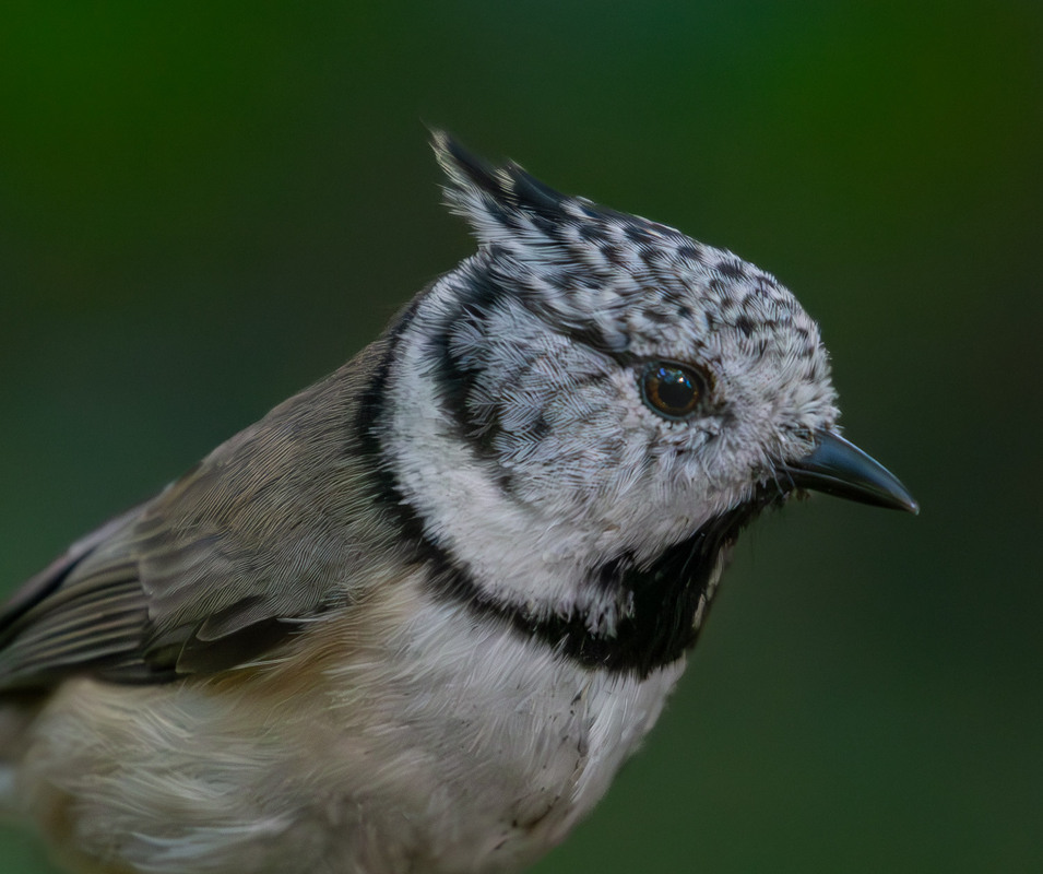 Фотографія Животные / Микола / photographers.ua