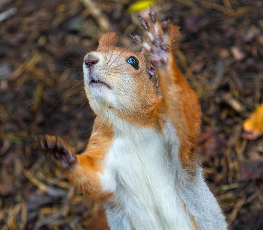Фотографія Животные / Микола / photographers.ua