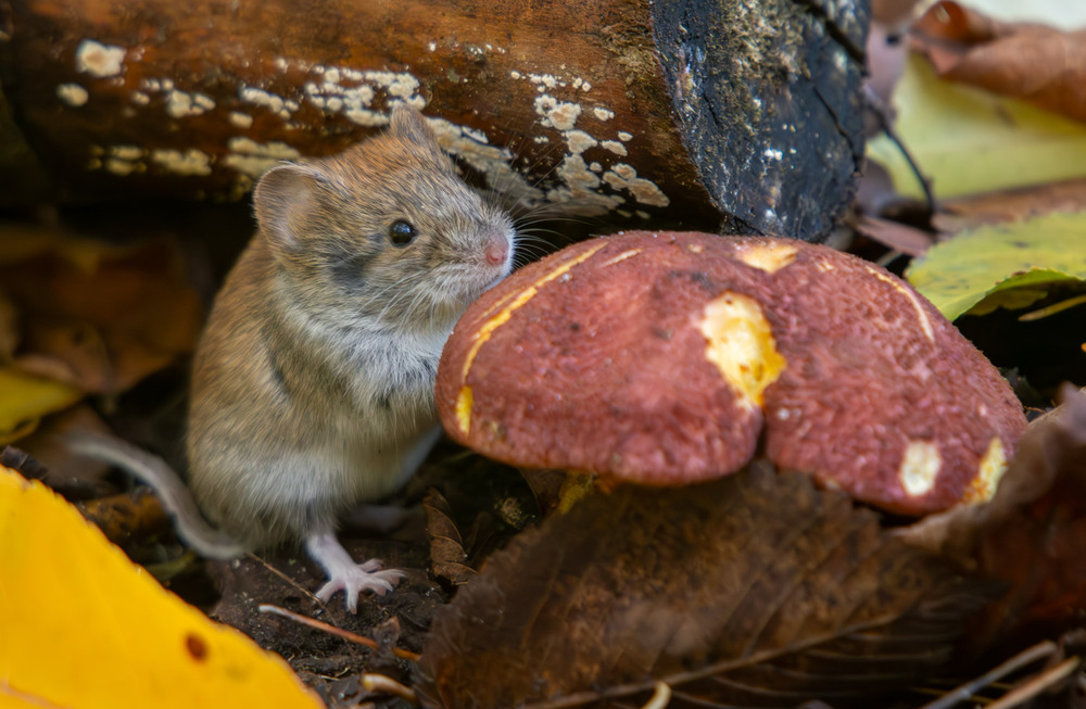 Фотографія Грибник. / Микола / photographers.ua