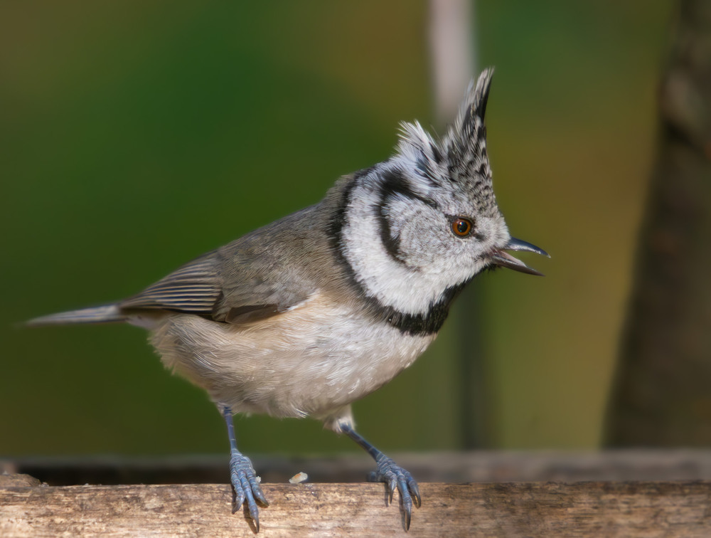 Фотографія Животные / Микола / photographers.ua