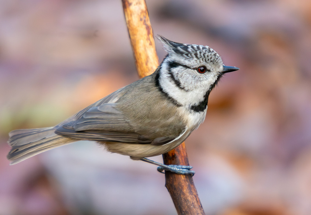 Фотографія Животные / Микола / photographers.ua