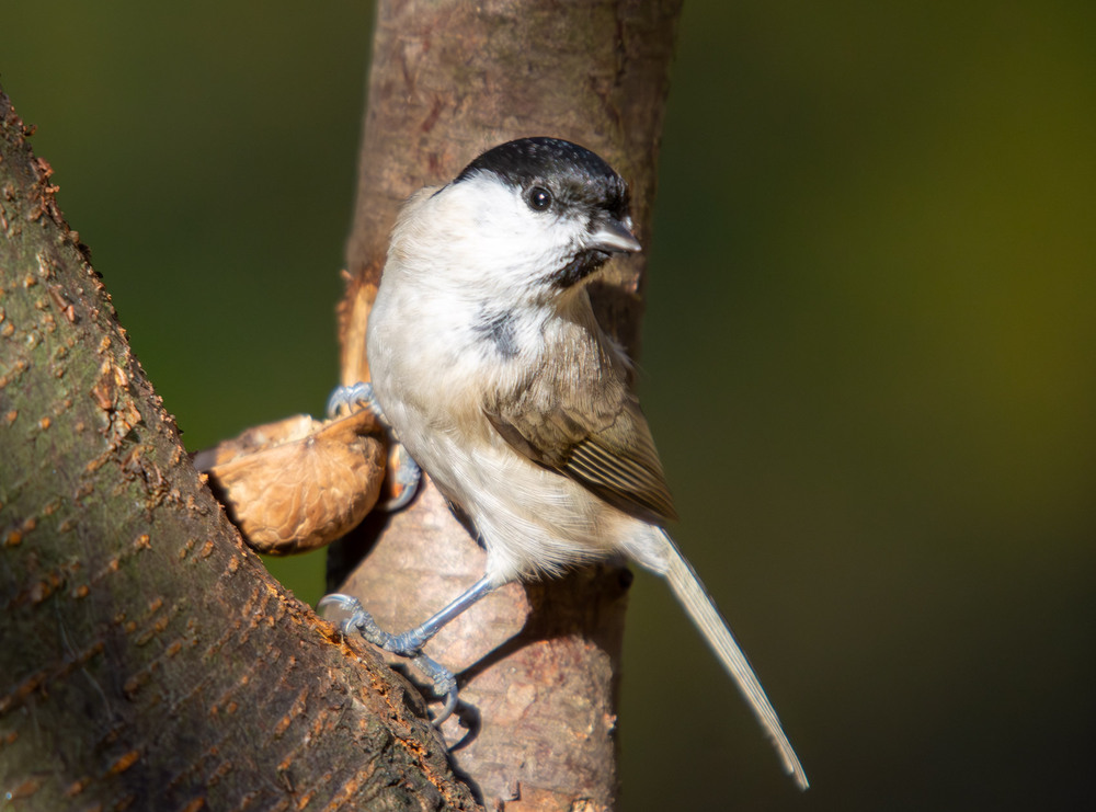 Фотографія Животные / Микола / photographers.ua