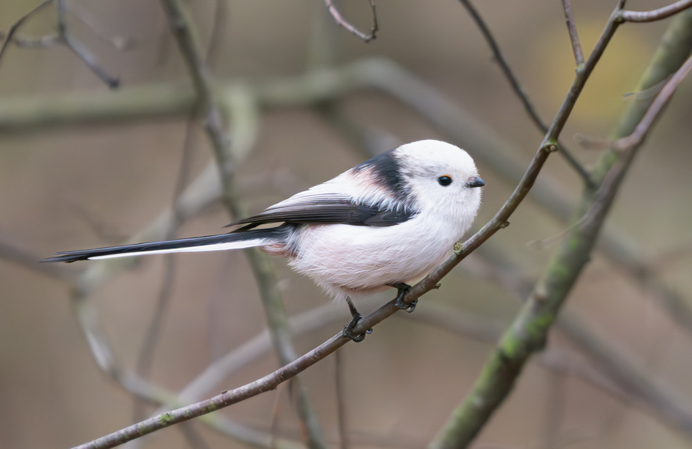 Фотографія Животные / Микола / photographers.ua