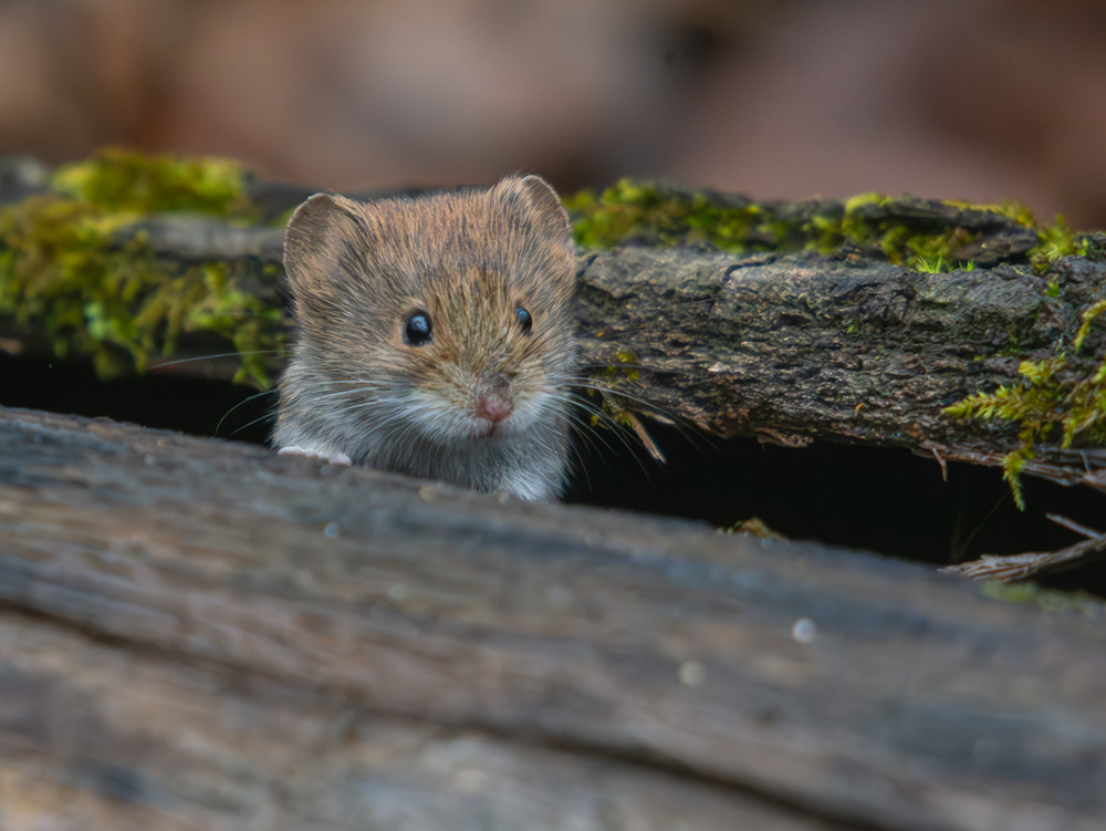 Фотографія Животные / Микола / photographers.ua
