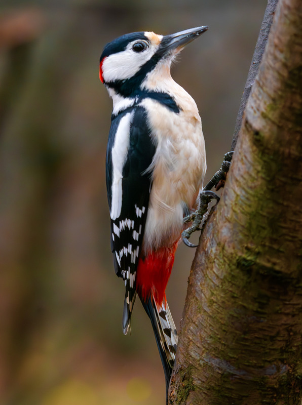 Фотографія Животные / Микола / photographers.ua