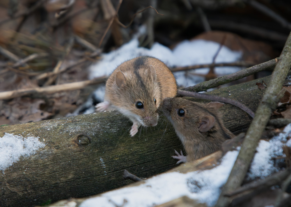 Фотографія "...і не кажи, кума!" / Микола / photographers.ua
