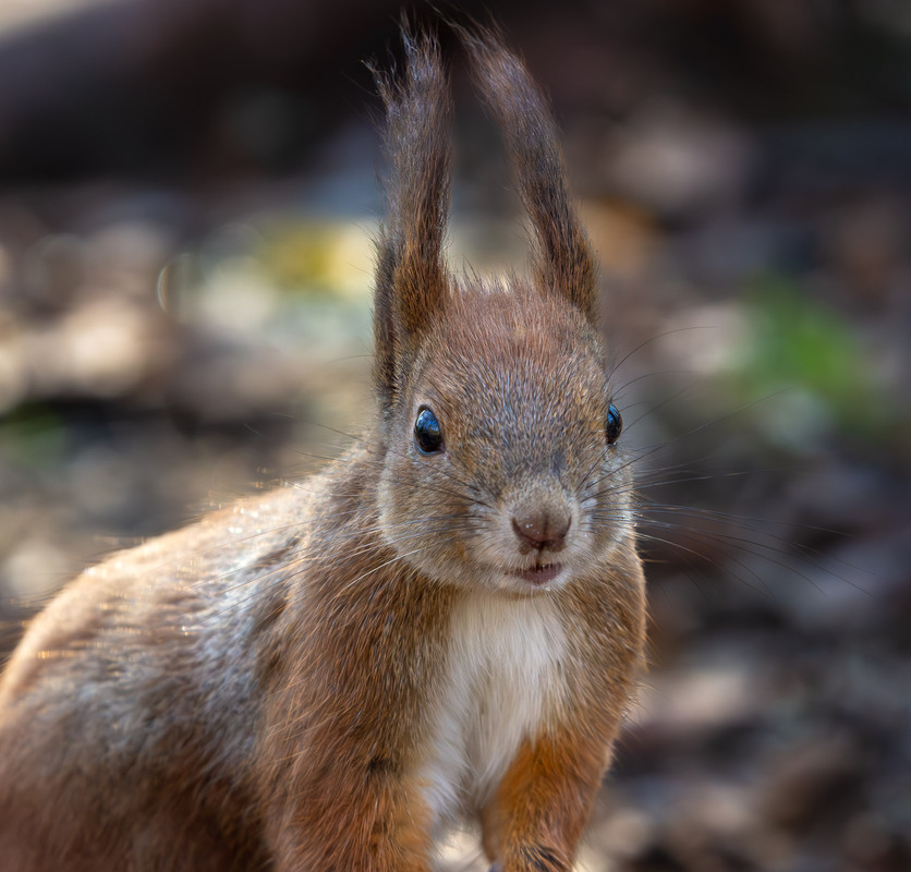 Фотографія Животные / Микола / photographers.ua