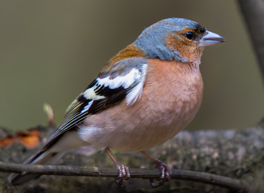 Фотографія Животные / Микола / photographers.ua
