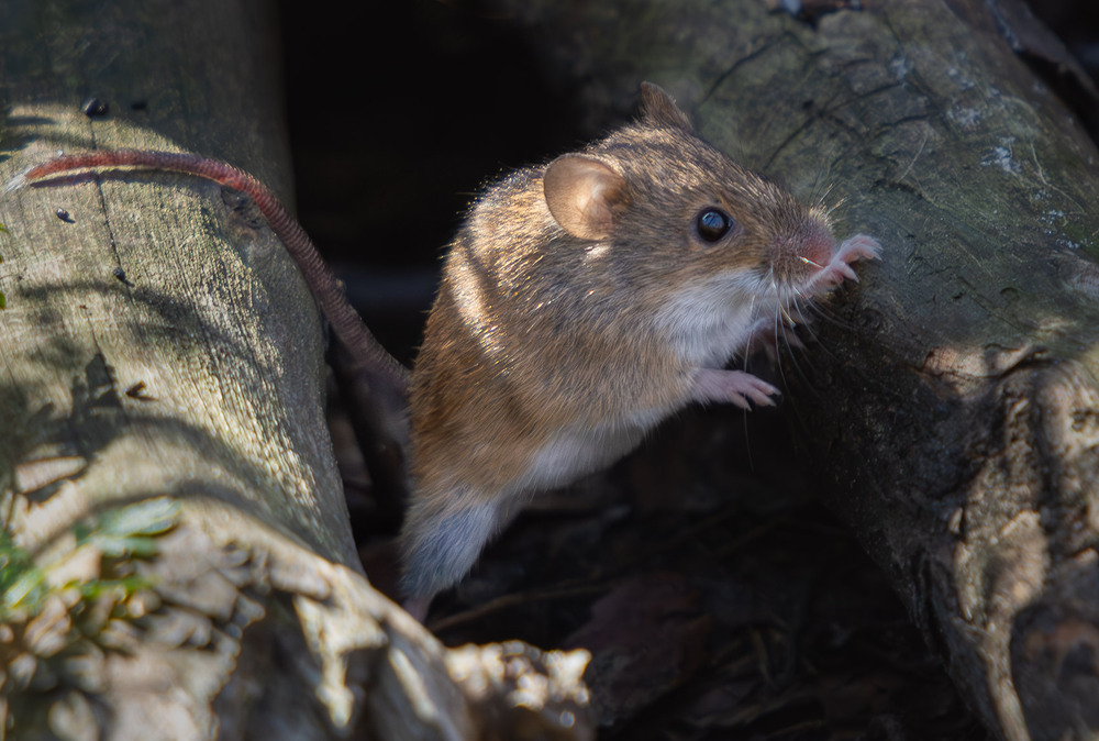 Фотографія Животные / Микола / photographers.ua
