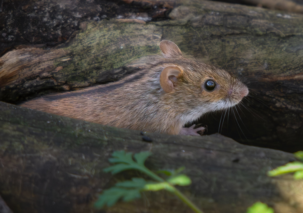 Фотографія Животные / Микола / photographers.ua