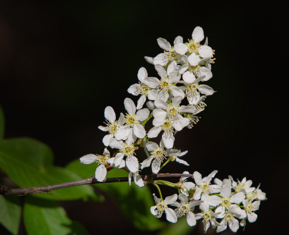 Фотографія Разное / Микола / photographers.ua