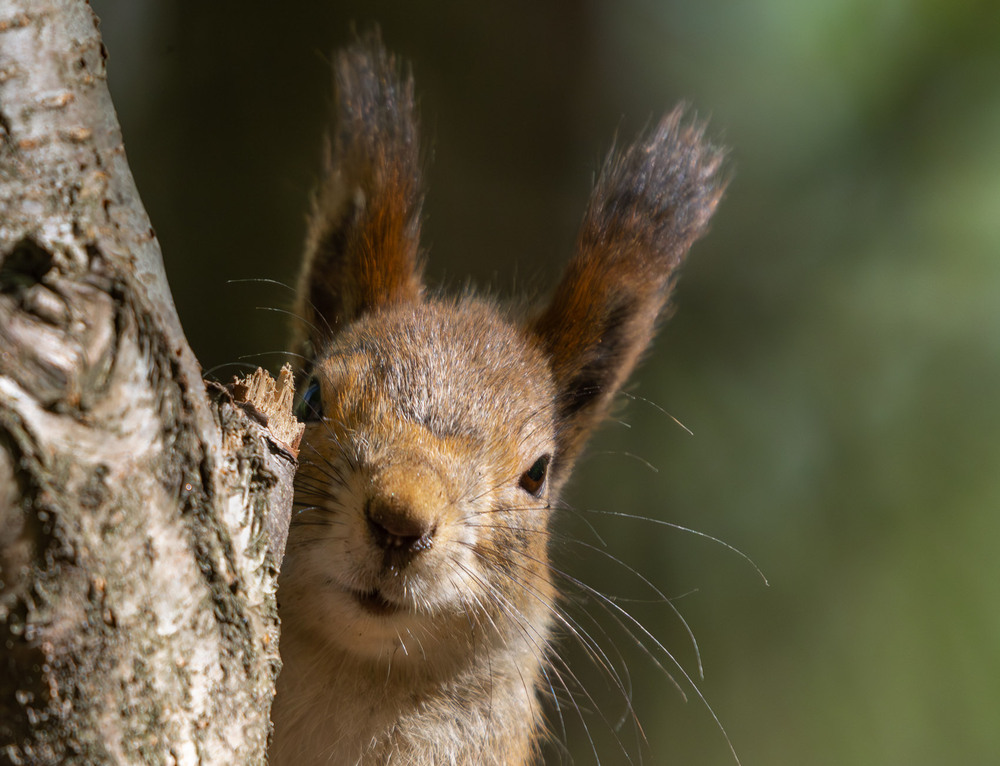 Фотографія Животные / Микола / photographers.ua