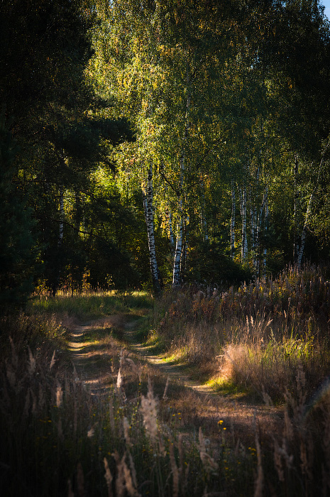 Фотографія В лес... / Октай Гусейнов / photographers.ua
