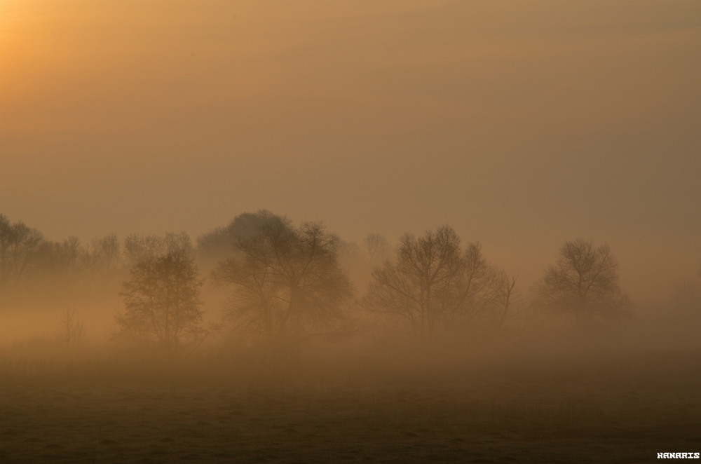 Фотографія Foggy spring morning / Alex Kanarski / photographers.ua