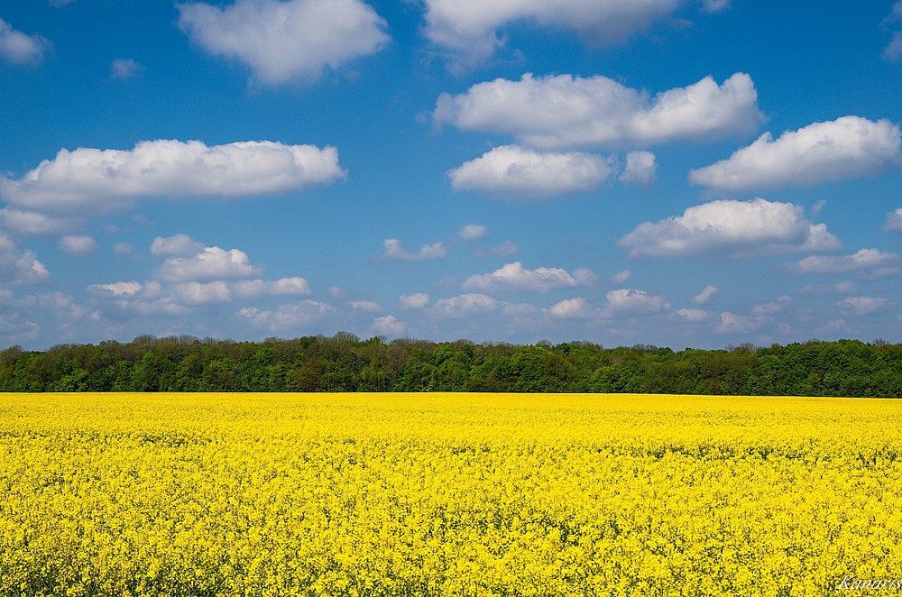 Фотографія Fioritura stupro / Alex Kanarski / photographers.ua