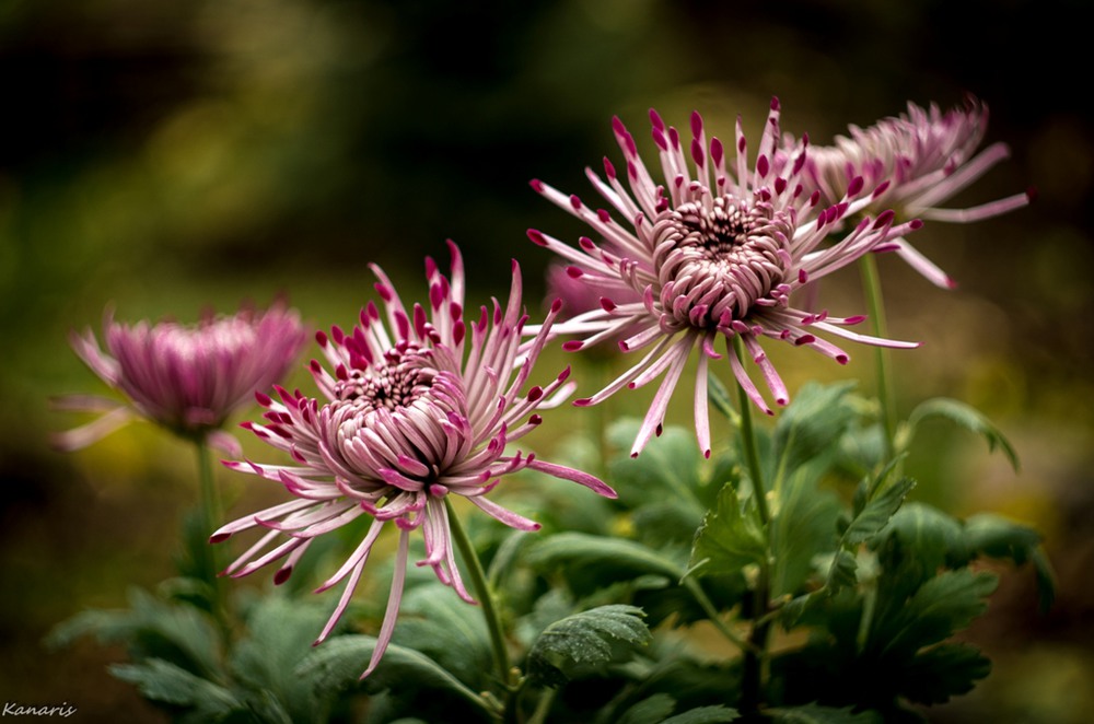Фотографія "Chrysanthemum "Purple Magnetic" / Alex Kanarski / photographers.ua