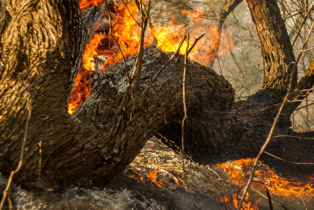 Фотографія Все почалось з трави... / Alex Kanarski / photographers.ua
