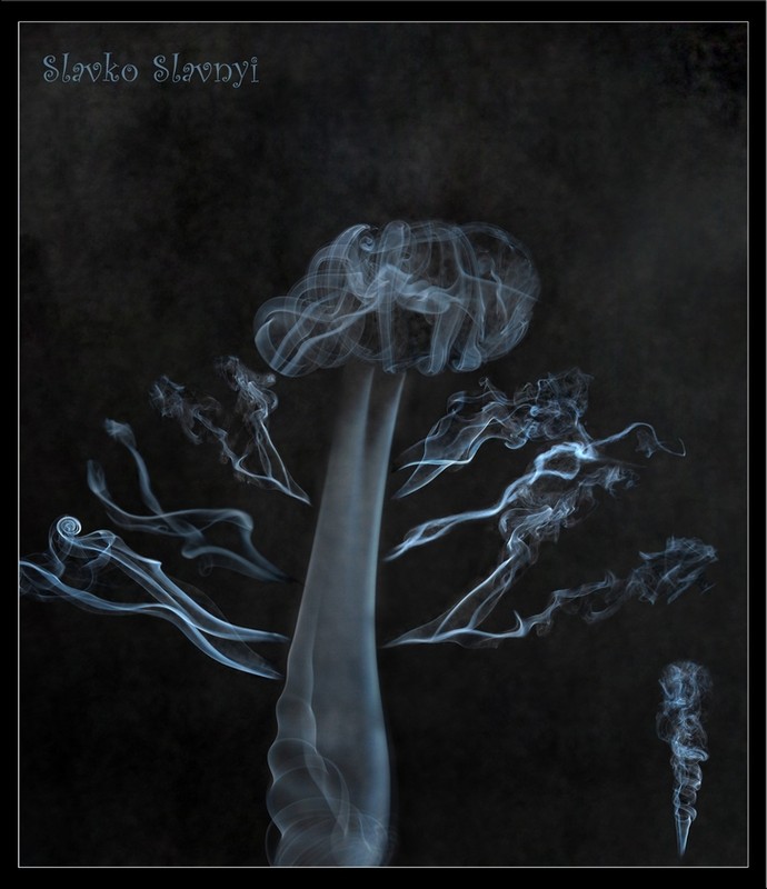 Фотографія A Smoke Tree and New Life... / Славко Славний / photographers.ua